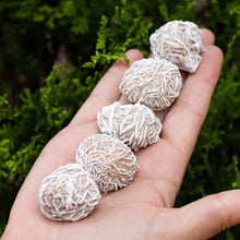 Cargar imagen en el visor de la galería, Rosa del Desierto En Bruto